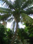 Coconut tree, Isla Casa Laguna – Isla Mujeres,&nbsp;MX