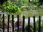 Egret in backyard, Isla Casa Laguna – Isla Mujeres,&nbsp;MX