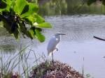 egret 2